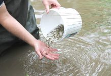 Aussie Bass released on National Fish Day