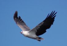 Lakes’ Sea-eagle project set to fly
