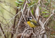 Bird of the Month – November