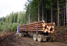 Lessons from Tasmania’s native timber industry