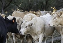 Farm biosecurity simplified with new animations