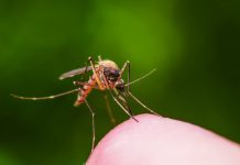 Stay safe from mosquito-borne diseases