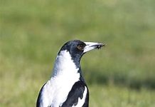 Bird of the Month – Australian Magpie