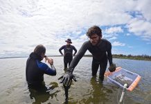 Returning seagrass meadows to the Gippsland Lakes