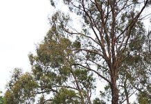 Stratford primary welcomes new grants