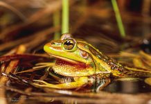 Calls for more citizen scientists as Wilson’s Prom