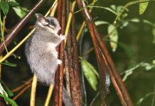 Calls for a New National Park