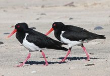 Australian Pied Oystercatcher – Bird of the Month January 2024