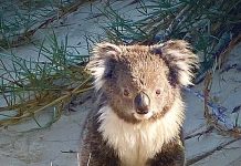 Koala conservation centre at Yarram a step closer