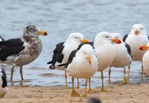 Bird of the Month – Pacific Gull