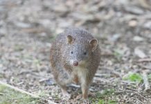 Protecting Gippsland’s southern brown bandicoot