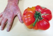 From Rosedale seeds to Kilmany giant: the story of Charlie Bye’s tomato