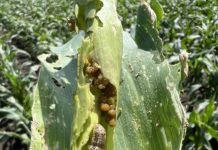 Agronomists urged to be vigilant of fall armyworm