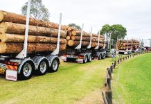 VicForests to cease operations on June 30