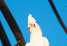 Bird of The Month for March