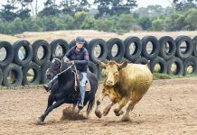 Horseplay at Campdrafting Championships