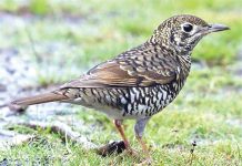 May’s Bird of the Month – Bassian thrush