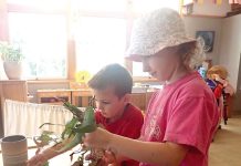 North Sale Kinder’s spiny stick insect eggs hatch