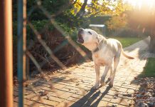 Council warns dog owners to keep barking down