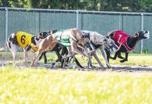 New Greyhound tracing tech