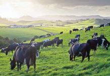 Local dairy farms amongst most expensive