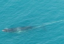 DEECA is looking for an entangled whale spotted near Loch Sport