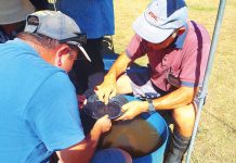 Sale Show set to strike gold