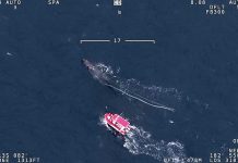 Humpback whale in Gippsland freed from entanglement