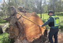 Firewood collection reopened for spring