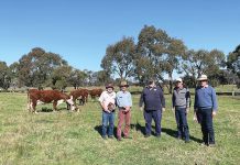 Hereford bulls up for inspection