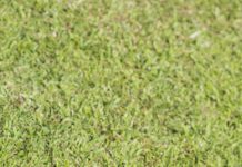 Football: Gippy League’s ins and outs: