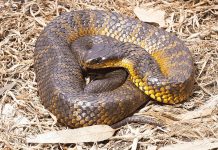 Lets talk about snake season