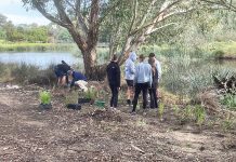 Wander through restored wetlands
