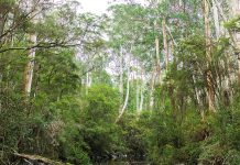 Celebrating the rivers of Gippsland on World Rivers Day