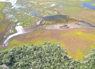 Algal bloom advice downgraded for Gippsland Lakes