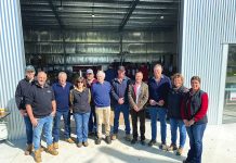 Merino rams to $8000