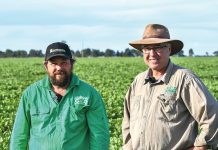 Faba beans are flourishing in Giffard