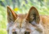 Remove dingoes from the endangered species list: VFF