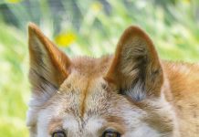 Unprotection order extended for dingoes