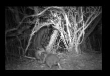 Milestone success for native mouse matchmakers