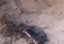 Investigation underway after fur seal euthanised