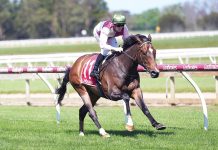 Racing: Favourites get up at Sale