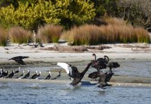 Sand for shorebirds on the Gippsland Lakes