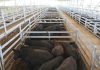 China’s big blow to Australian beef exports