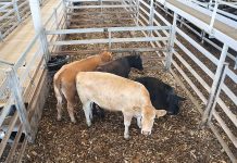 Gippsland Regional Livestock Exchange: a comeback story