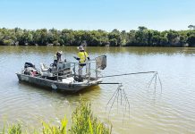 Understanding fish in the lower Avon