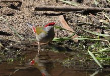 Bird of the Month: Red-browed finch