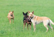 Weekend of extremes at the 28th Annual Beloka Kelpie Championships