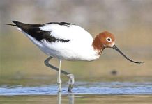 Bird of the month: red-necked avocet