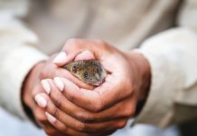 Windswept island paradise for rare, sex-crazed marsupial